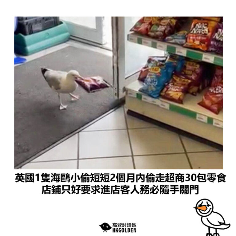 【英國1隻海鷗小偷短短2個月內偷走超商30包零食 店鋪只好要求進店客人務必隨手關門】