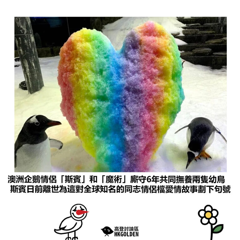【澳洲企鵝情侶「斯賓」和「魔術」廝守6年共同撫養兩隻幼鳥  斯賓日前離世為這對全球知名的同志情侶檔愛情故事劃下句號】