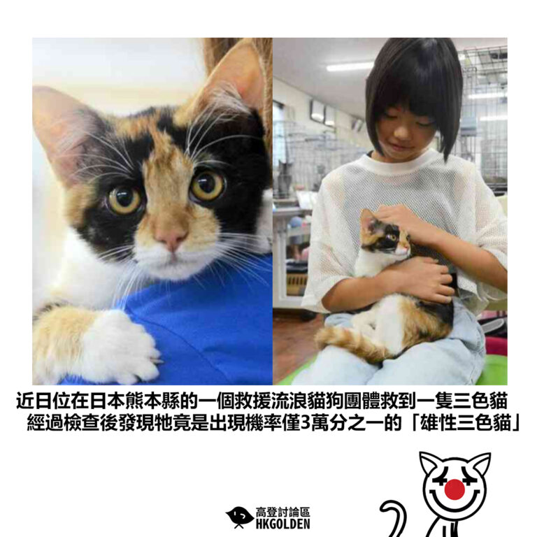 【近日位在日本熊本縣的一個救援流浪貓狗團體救到一隻三色貓 經過檢查後發現牠竟是出現機率僅3萬分之一的「雄性三色貓」】