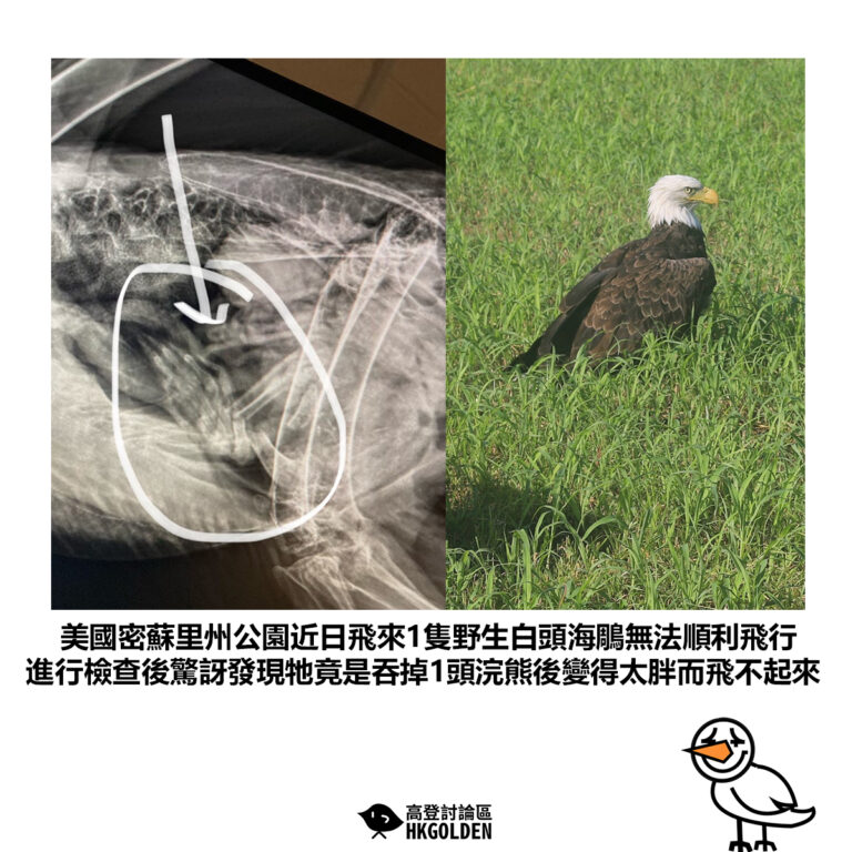 【美國密蘇里州公園近日飛來1隻野生白頭海鵰無法順利飛行 進行檢查後驚訝發現牠竟是吞掉1頭浣熊後變得太胖而飛不起來】