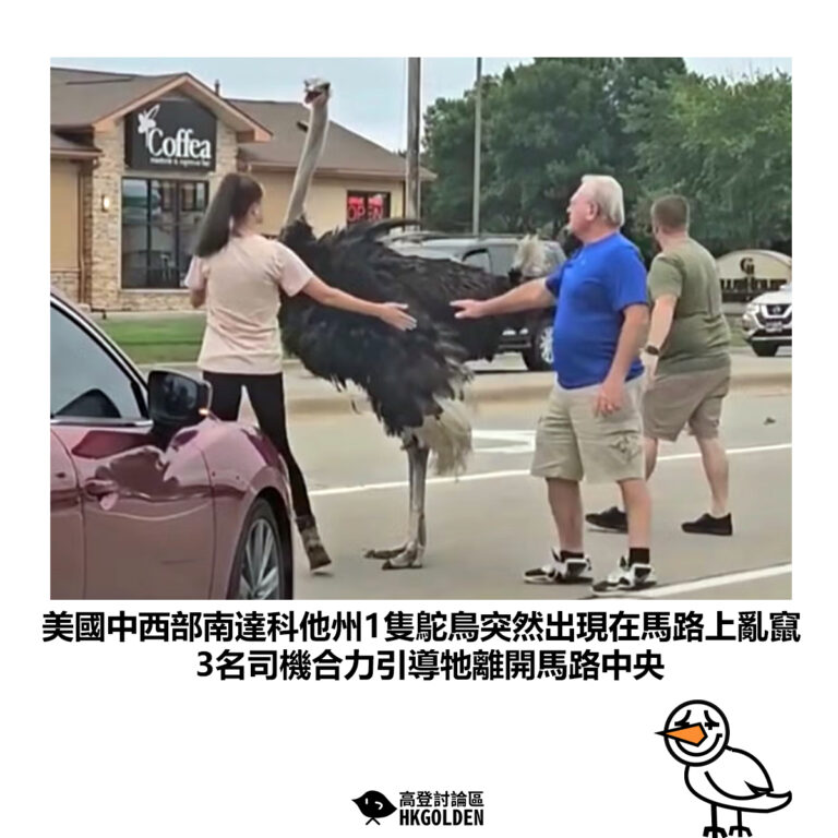 【美國中西部南達科他州1隻鴕鳥突然出現在馬路上亂竄 3名司機合力引導牠離開馬路中央】