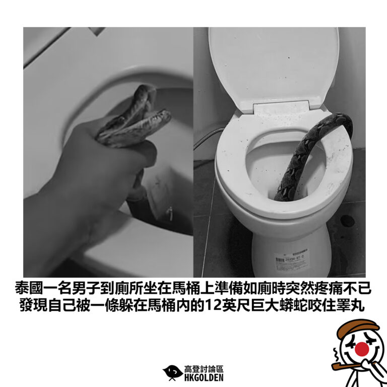【泰國一名男子到廁所坐在馬桶上準備如廁時突然疼痛不已 發現自己被一條躲在馬桶內的12英尺巨大蟒蛇咬住睪丸】