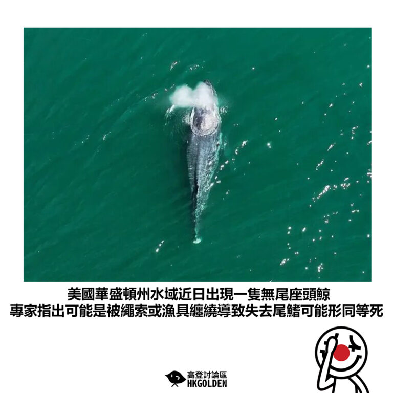 【美國華盛頓州水域近日出現一隻無尾座頭鯨  專家指出可能是被繩索或漁具纏繞導致失去尾鰭可能形同等死】