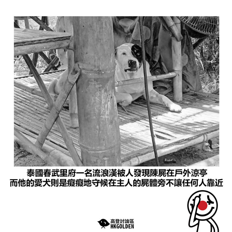 【泰國春武里府一名流浪漢被人發現陳屍在戶外涼亭 而他的愛犬則是癡癡地守候在主人的屍體旁不讓任何人靠近】