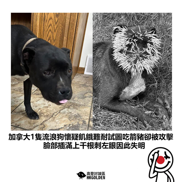 【加拿大1隻流浪狗懷疑飢餓難耐試圖吃箭豬卻被攻擊 臉部插滿上千根刺左眼因此失明】