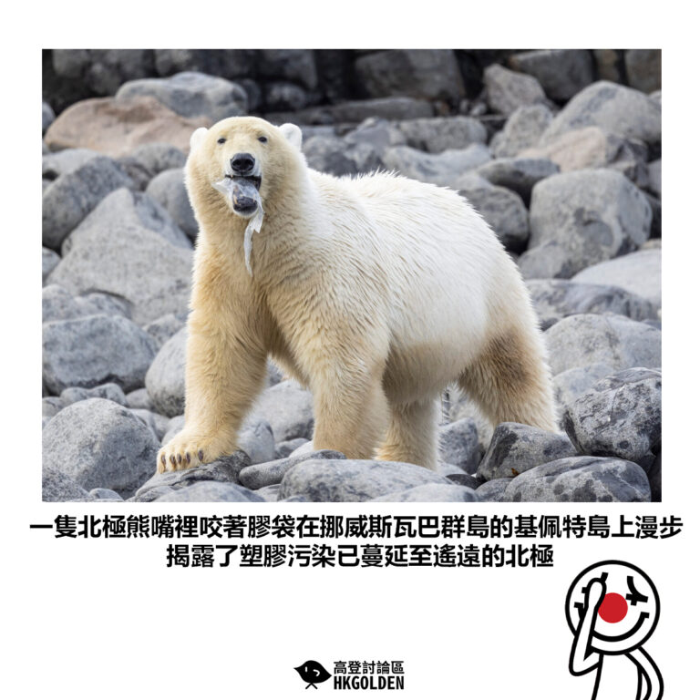 【一隻北極熊嘴裡咬著膠袋在挪威斯瓦巴群島的基佩特島上漫步 揭露了塑膠污染已蔓延至遙遠的北極】
