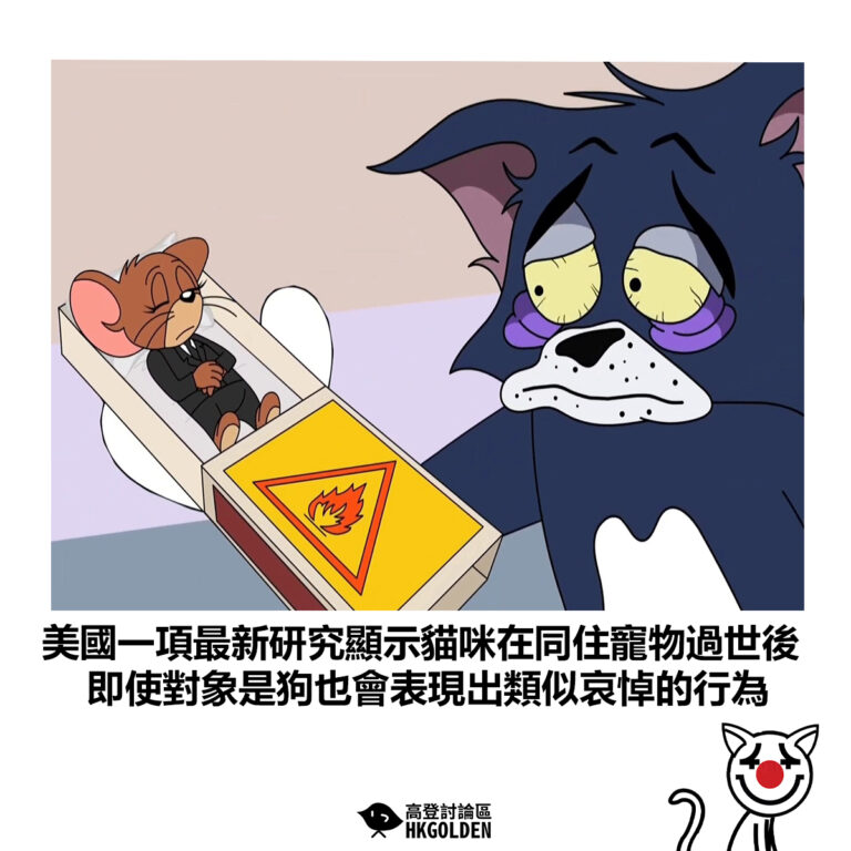 【美國一項最新研究顯示貓在同住寵物過世後 即使對象是狗也會表現出類似哀悼的行為】