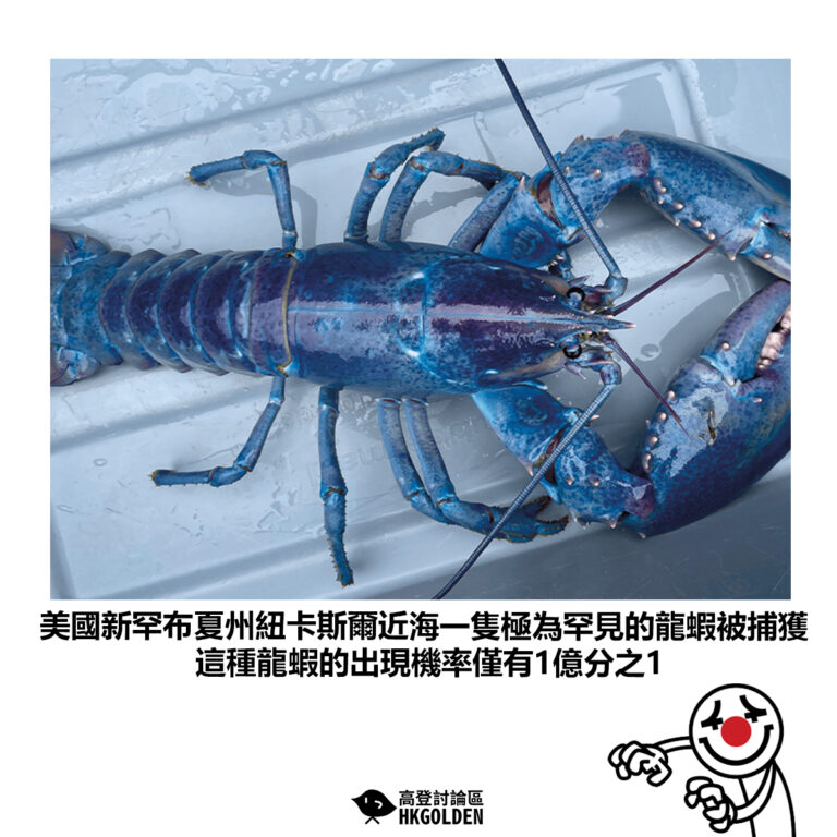【美國新罕布夏州紐卡斯爾近海一隻極為罕見的龍蝦被捕獲 這種龍蝦的出現機率僅有1億分之1】