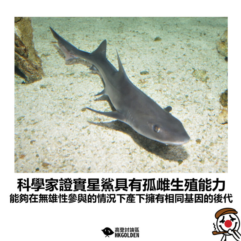 【科學家證實星鯊具有孤雌生殖能力 能夠在無雄性參與的情況下產下擁有相同基因的後代】