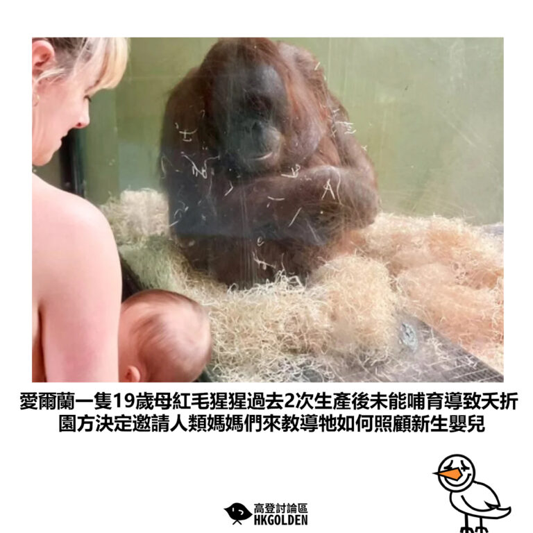 【愛爾蘭一隻19歲母紅毛猩猩過去2次生產後未能哺育導致夭折 園方決定邀請人類媽媽們來教導牠如何照顧新生嬰兒】