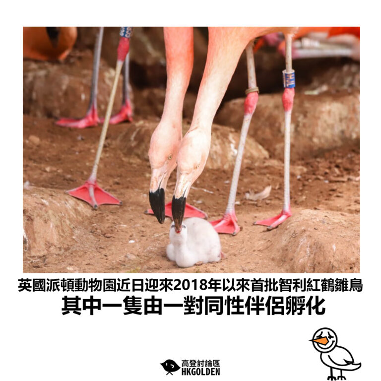 【英國派頓動物園近日迎來2018年以來首批智利紅鶴雛鳥 其中一隻由一對同性伴侶孵化】