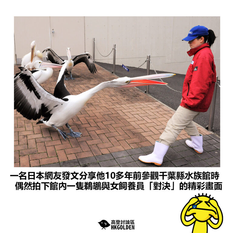【一名日本網友發文分享他10多年前參觀千葉縣水族館時 偶然拍下館內一隻鵜鶘與女飼養員「對決」的精彩畫面】