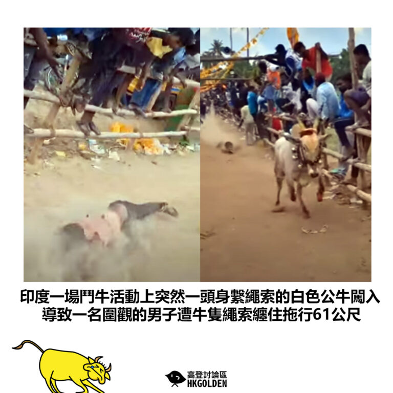 【印度一場鬥牛活動上突然一頭身繫繩索的白色公牛闖入 導致一名圍觀的男子遭牛隻繩索纏住拖行61公尺】