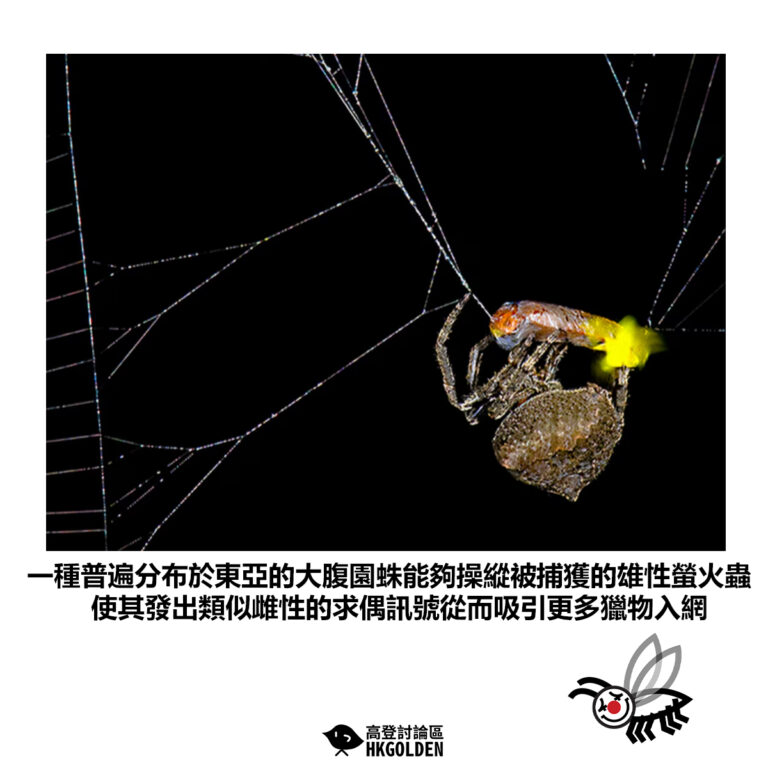 【一種普遍分布於東亞的大腹園蛛能夠操縱被捕獲的雄性螢火蟲 使其發出類似雌性的求偶訊號從而吸引更多獵物入網】