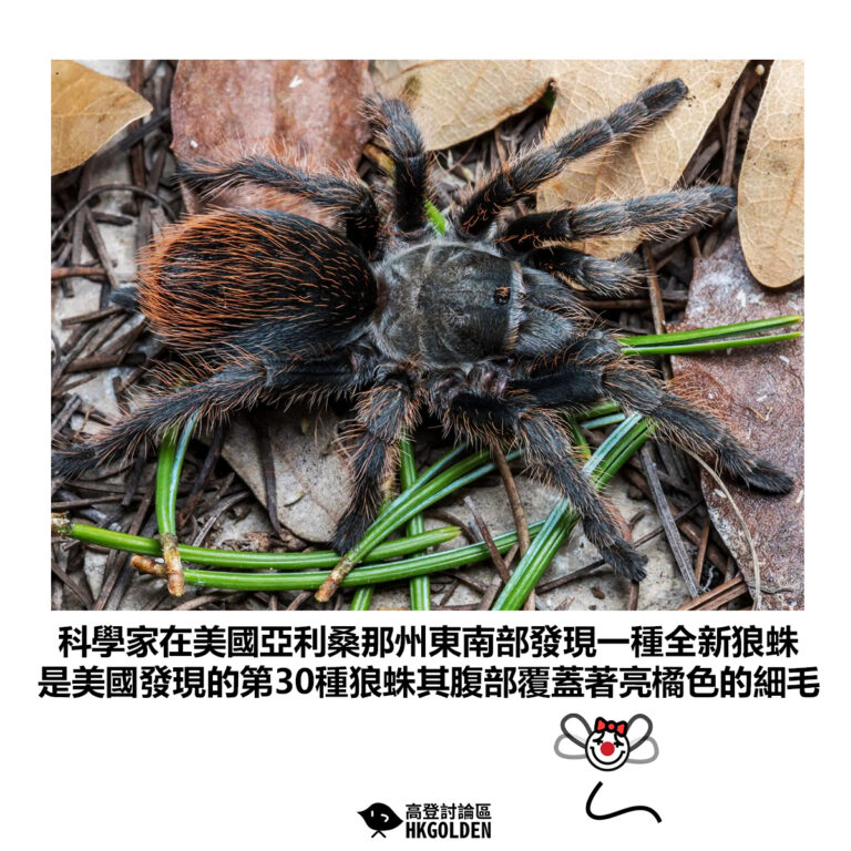 【科學家在美國亞利桑那州東南部發現一種全新狼蛛 是美國發現的第30種狼蛛其腹部覆蓋著亮橘色的細毛】