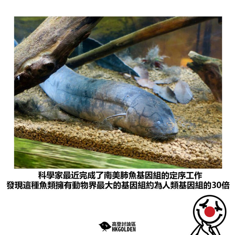 【科學家最近完成了南美肺魚基因組的定序工作 發現這種魚類擁有動物界最大的基因組約為人類基因組的30倍】