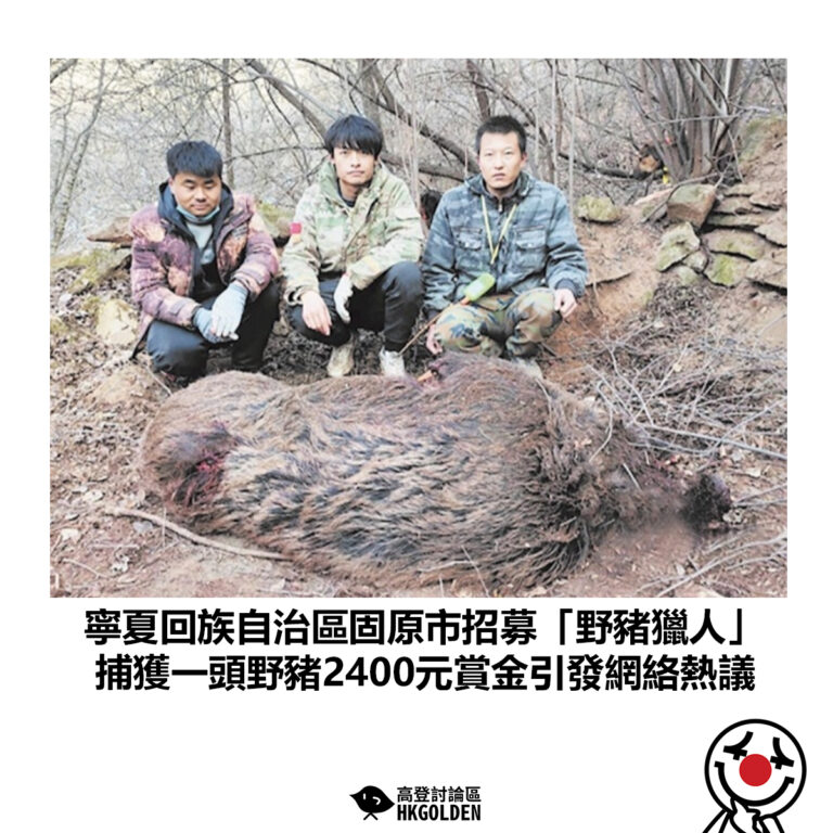 【寧夏回族自治區固原市招募「野豬獵人」 捕獲一頭野豬2400元賞金引發網絡熱議】