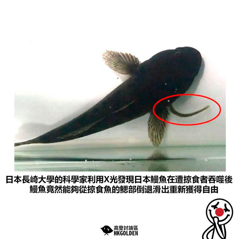 【日本長崎大學的科學家利用X光發現日本鰻魚在遭掠食者吞噬後鰻魚竟然能夠從掠食魚的鰓部倒退滑出重新獲得自由】