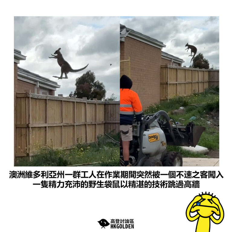 【澳洲維多利亞州一群工人在作業期間突然被一個不速之客闖入 一隻精力充沛的野生袋鼠以精湛的技術跳過高牆】