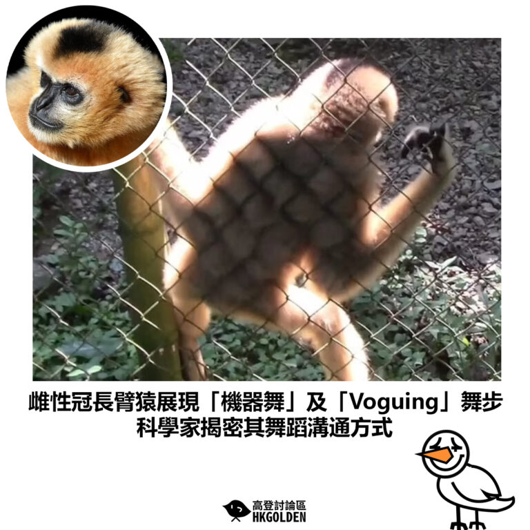 【雌性冠長臂猿展現「機器舞」及「Voguing」舞步 科學家揭密其舞蹈溝通方式】
