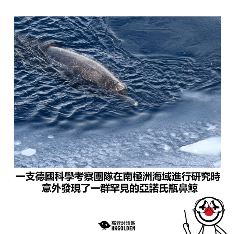 【一支德國科學考察團隊在南極洲海域進行研究時 意外發現了一群罕見的亞諾氏瓶鼻鯨】