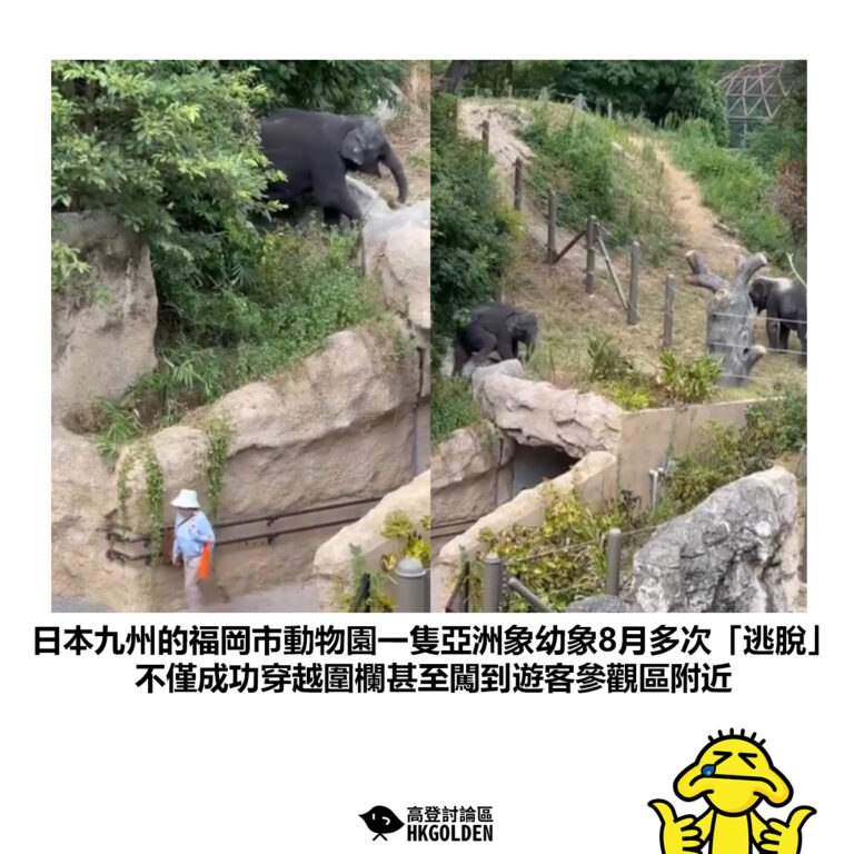 【日本九州的福岡市動物園一隻亞洲象幼象8月多次「逃脫」不僅成功穿越圍欄甚至闖到遊客參觀區附近】