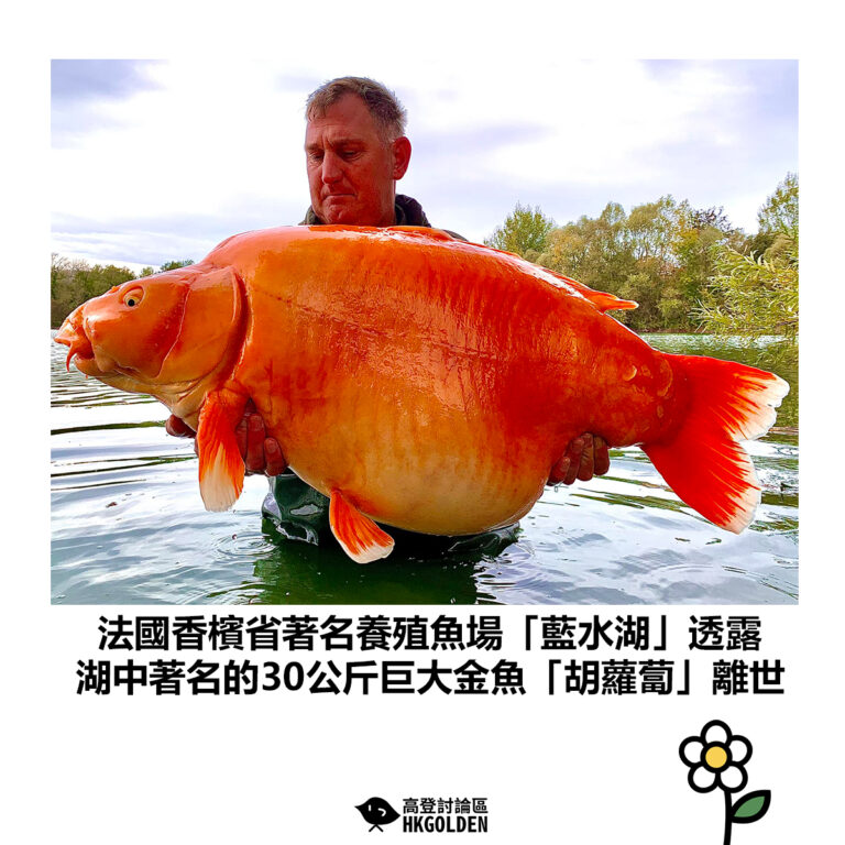 【法國香檳省著名養殖魚場「藍水湖」透露 湖中著名的30公斤巨大金魚「胡蘿蔔」離世】