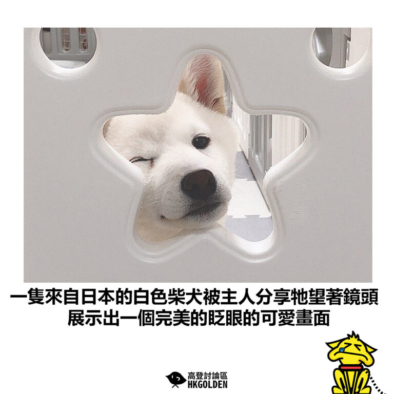 【一隻來自日本的白色柴犬被主人分享牠望著鏡頭 展示出一個完美的眨眼的可愛畫面】