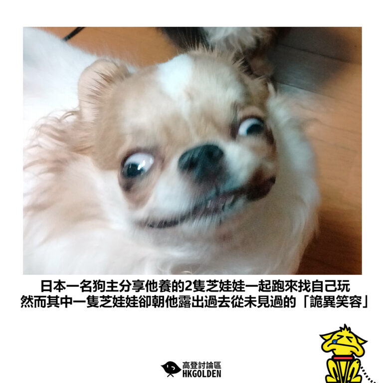 【日本一名狗主分享他養的2隻芝娃娃一起跑來找自己玩 然而其中一隻芝娃娃卻朝他露出過去從未見過的「詭異笑容」】