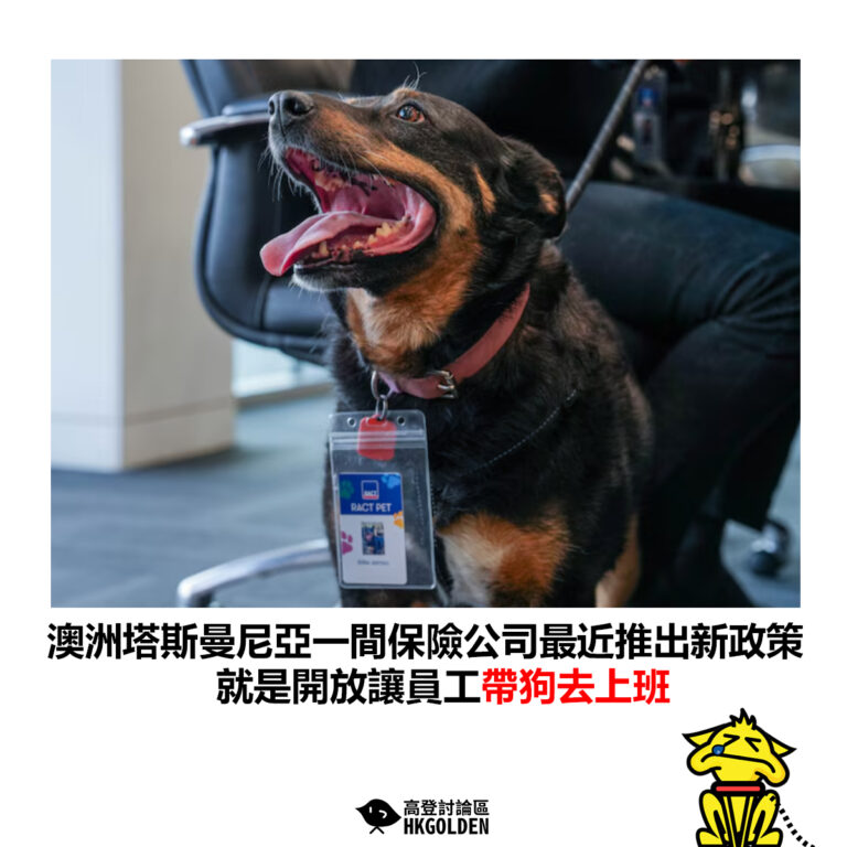 【澳洲塔斯曼尼亞一間保險公司最近推出新政策 就是開放讓員工帶狗去上班】