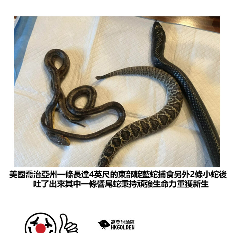 【美國喬治亞州一條長達4英尺的東部靛藍蛇捕食另外2條小蛇後吐了出來其中一條響尾蛇秉持頑強生命力重獲新生】