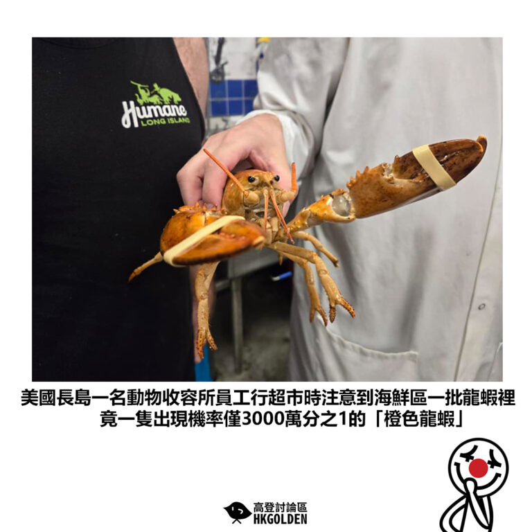 【美國長島一名動物收容所員工行超市時注意到海鮮區一批龍蝦裡竟一隻出現機率僅3000萬分之1的「橙色龍蝦」】