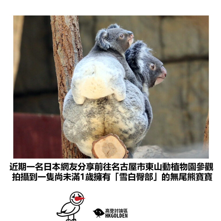 【近期一名日本網友分享前往名古屋市東山動植物園參觀 拍攝到一隻尚未滿1歲擁有「雪白臀部」的無尾熊寶寶】