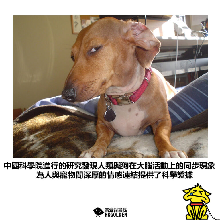 【中國科學院進行的研究發現人類與狗在大腦活動上的同步現象 為人與寵物間深厚的情感連結提供了科學證據】
