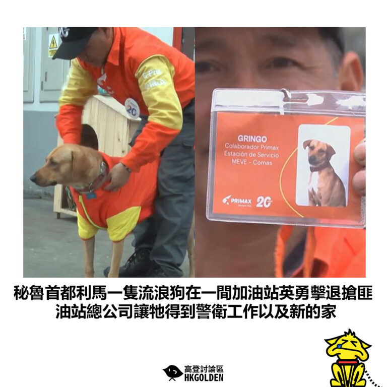 【秘魯首都利馬一隻流浪狗在一間加油站英勇擊退搶匪 油站總公司讓牠得到警衛工作以及新的家】