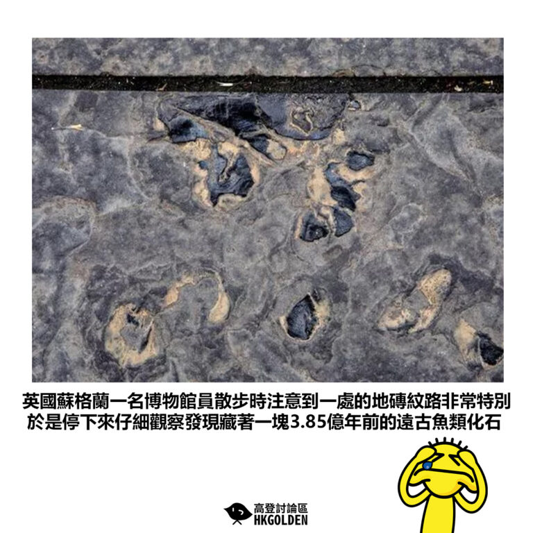 【英國蘇格蘭一名博物館員散步時注意到一處的地磚紋路非常特別 於是停下來仔細觀察發現藏著一塊3.85億年前的遠古魚類化石】