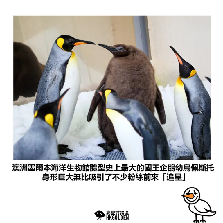【澳洲墨爾本海洋生物館體型史上最大的國王企鵝幼鳥佩斯托 身形巨大無比吸引了不少粉絲前來「追星」】