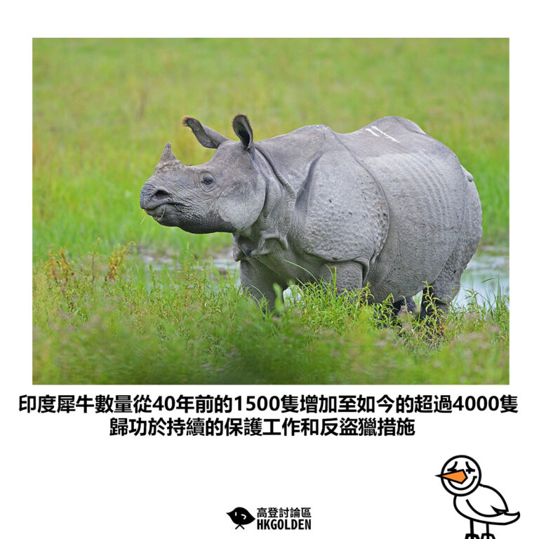 【印度犀牛數量從40年前的1500隻增加至如今的超過4000隻 歸功於持續的保護工作和反盜獵措施】