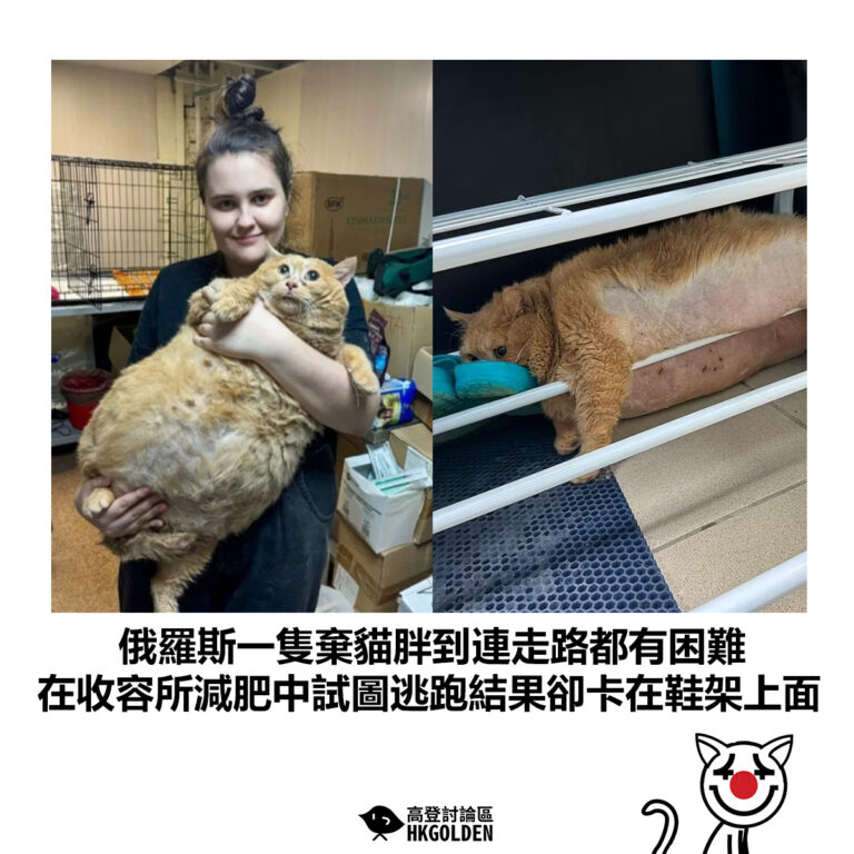 【俄羅斯一隻棄貓胖到連走路都有困難 在收容所減肥中試圖逃跑結果卻卡在鞋架上面】