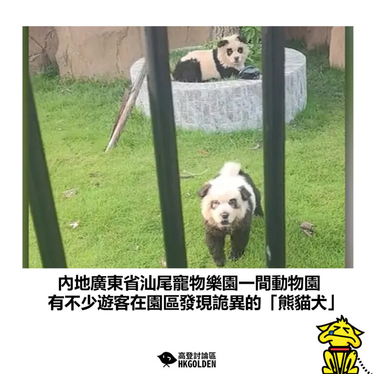 【內地廣東省汕尾寵物樂園一間動物園 有不少遊客在園區發現詭異的「熊貓犬」】