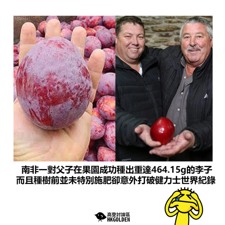 【南非一對父子在果園成功種出重達464.15g的李子 而且種樹前並未特別施肥卻意外打破健力士世界紀錄】
