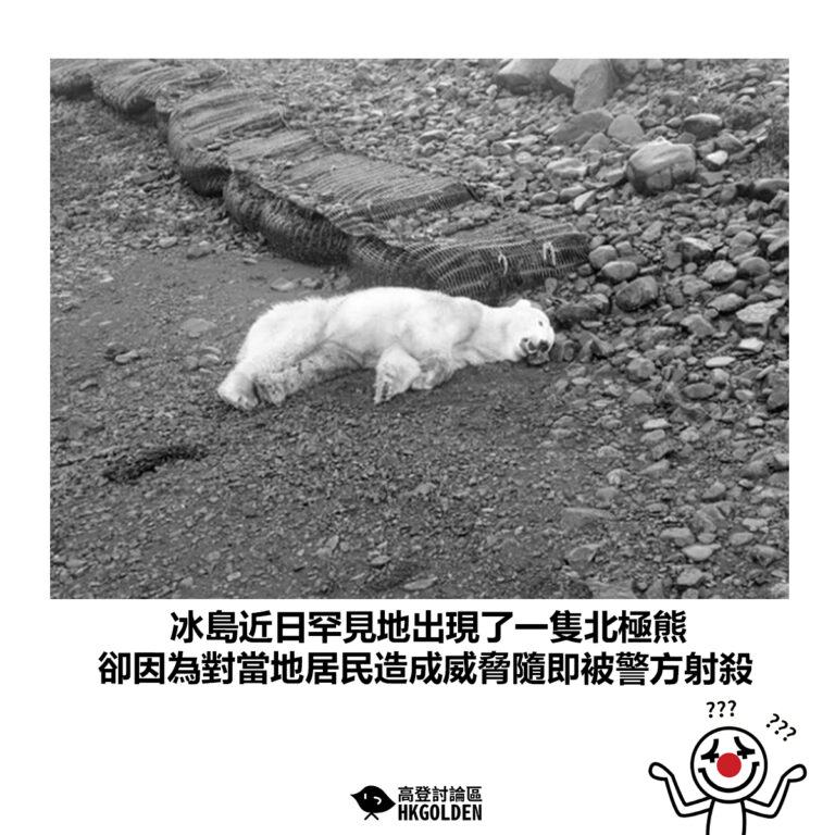 【冰島近日罕見地出現了一隻北極熊 卻因為對當地居民造成威脅隨即被警方射殺】
