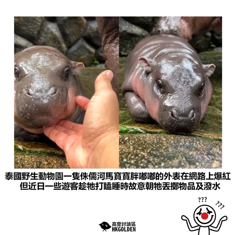 【泰國野生動物園一隻侏儒河馬寶寶胖嘟嘟的外表在網路上爆紅 但近日一些遊客趁牠打瞌睡時故意朝牠丟擲物品及潑水】