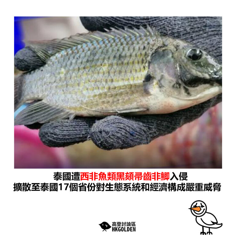 【泰國遭西非魚類黑頦帚齒非鯽入侵 擴散至泰國17個省份對生態系統和經濟構成嚴重威脅】