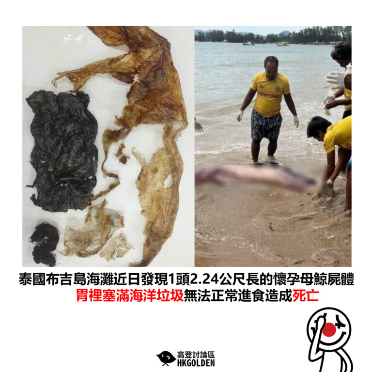 【泰國布吉島海灘近日發現1頭2.24公尺長的懷孕母鯨屍體 胃裡塞滿海洋垃圾無法正常進食造成死亡】