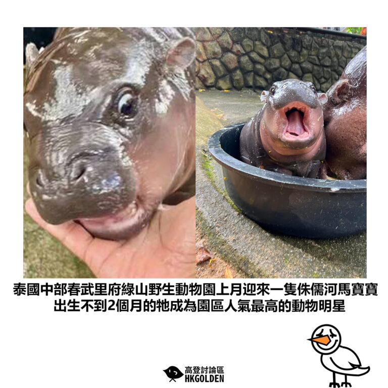【泰國中部春武里府綠山野生動物園上月迎來一隻侏儒河馬寶寶 出生不到2個月的牠成為園區人氣最高的動物明星】