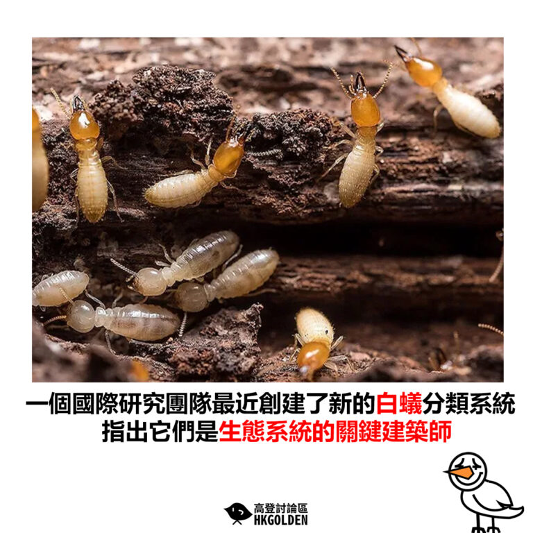 【一個國際研究團隊最近創建了新的白蟻分類系統 指出它們是生態系統的關鍵建築師】