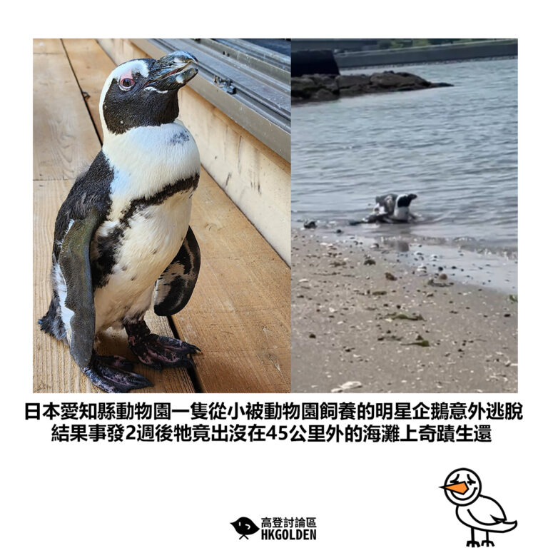 【日本愛知縣動物園一隻從小被動物園飼養的明星企鵝意外逃脫 結果事發2週後牠竟出沒在45公里外的海灘上奇蹟生還】