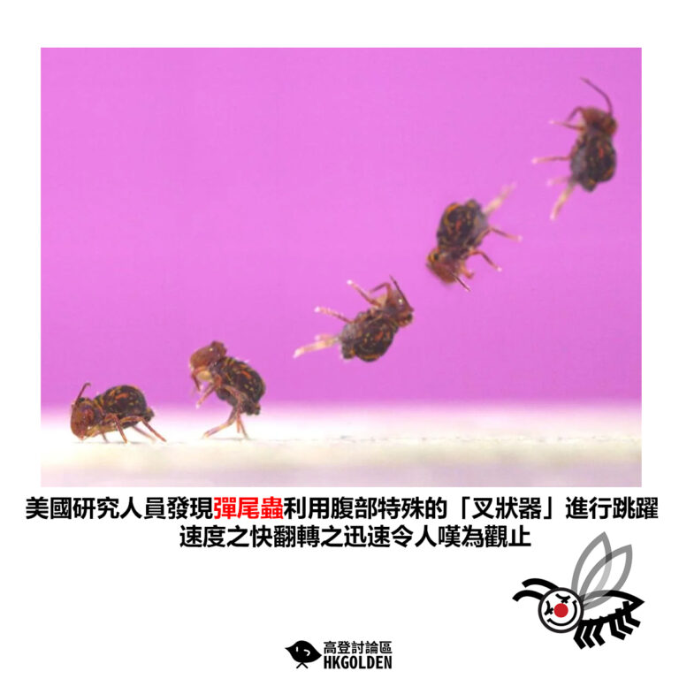 【美國研究人員發現彈尾蟲利用腹部特殊的「叉狀器」進行跳躍 速度之快翻轉之迅速令人嘆為觀止】