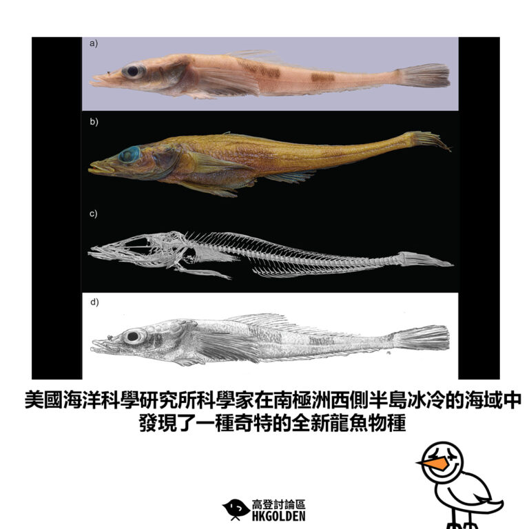 【美國海洋科學研究所科學家在南極洲西側半島冰冷的海域中 發現了一種奇特的全新龍魚物種】